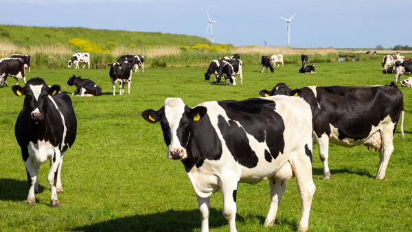 Appreciation in crisis